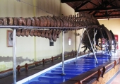 Bộ xương cá Ông lớn nhất Đông Nam Á